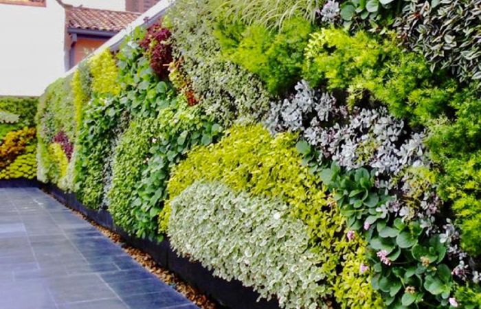mur végétal extérieur et biodiversité