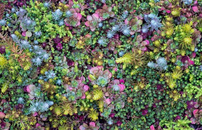 sedum - touches colorés du mur végétal extérieur