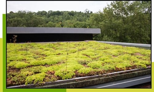 solution de végétalisation pour les toits plats