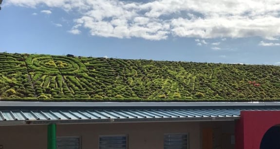 Greenskin - Toiture végétalisée 